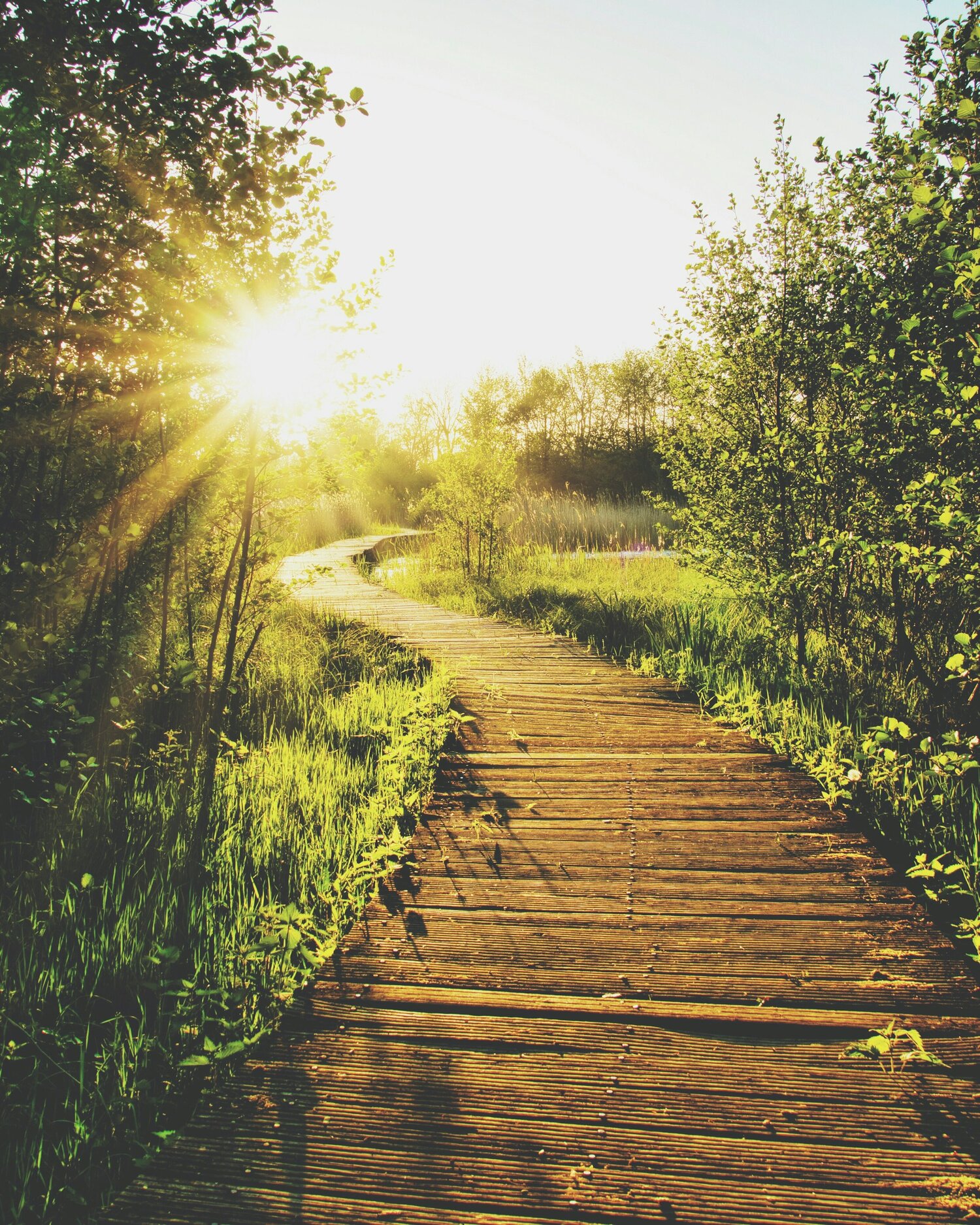 Wholistic Food Therapy-Break Through Limiting Beliefs with EMDR Therapy