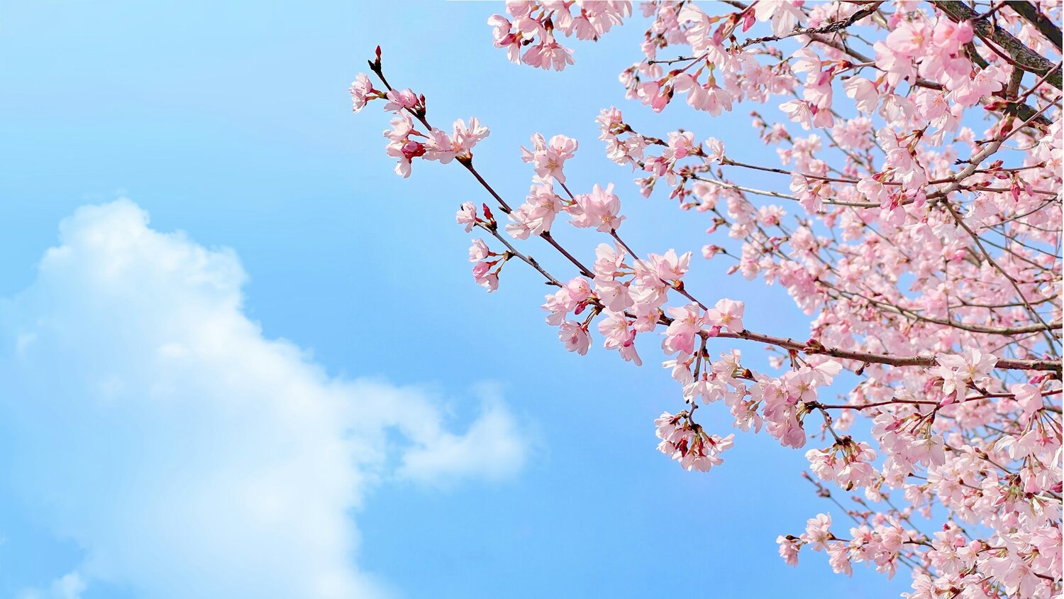 Wholistic Food Therapy-Mind, Body, & Spirit