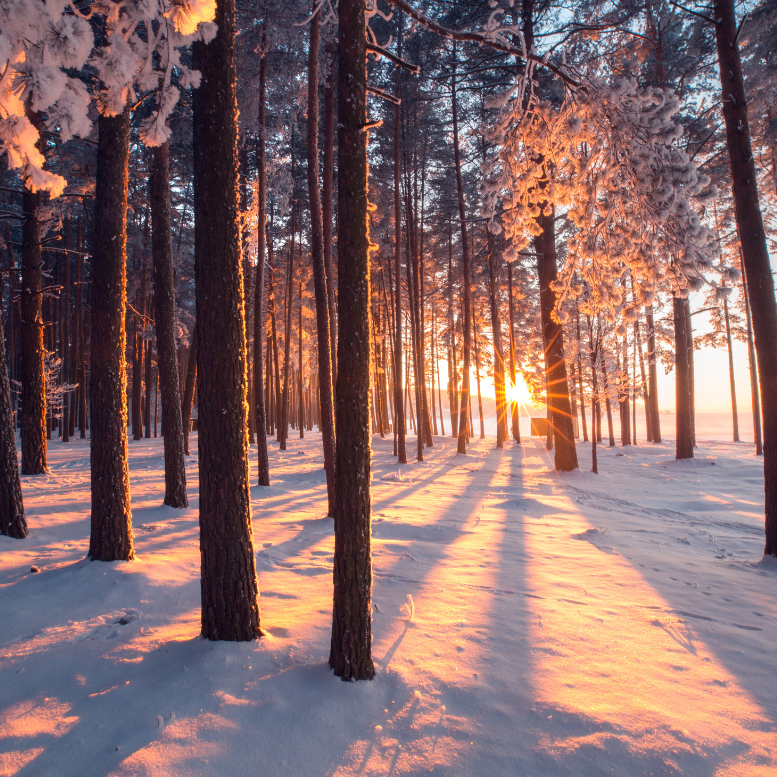 Embrace the Winter Solstice with Supportive Flower Remedies – Mindful Remedies