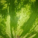 Day One of Watermelon Cleanse