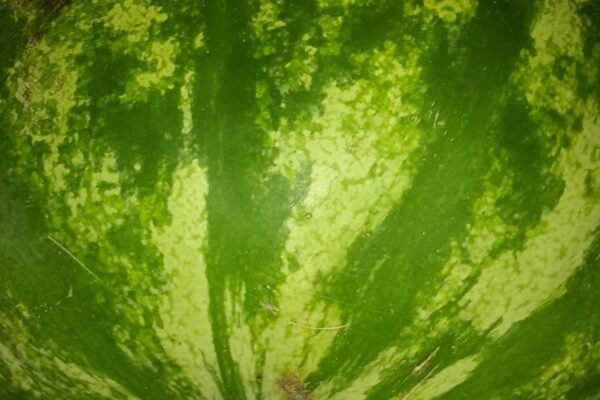 Day One of Watermelon Cleanse