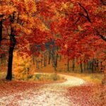 A Seasonal Transition with Bach Flower Remedies – Mindful Remedies