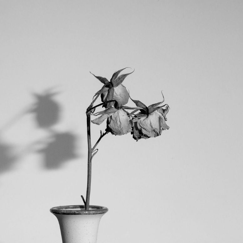 Emotional Support for End-of-Life Transitions – Mindful Remedies