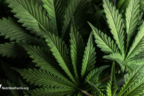 IBD and Cannabis 