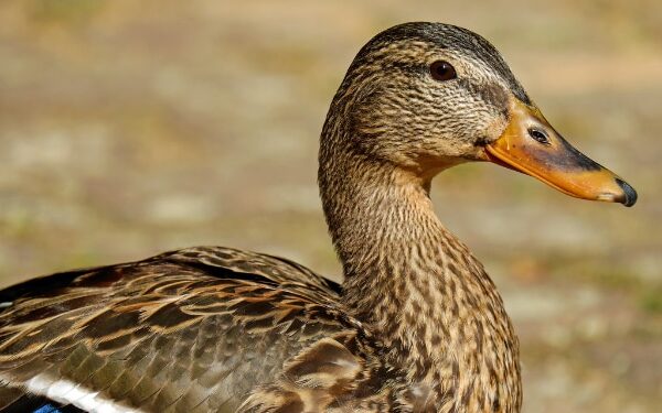 Is Anatidaephobia a Real Condition?