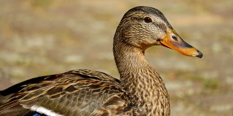 Is Anatidaephobia a Real Condition?