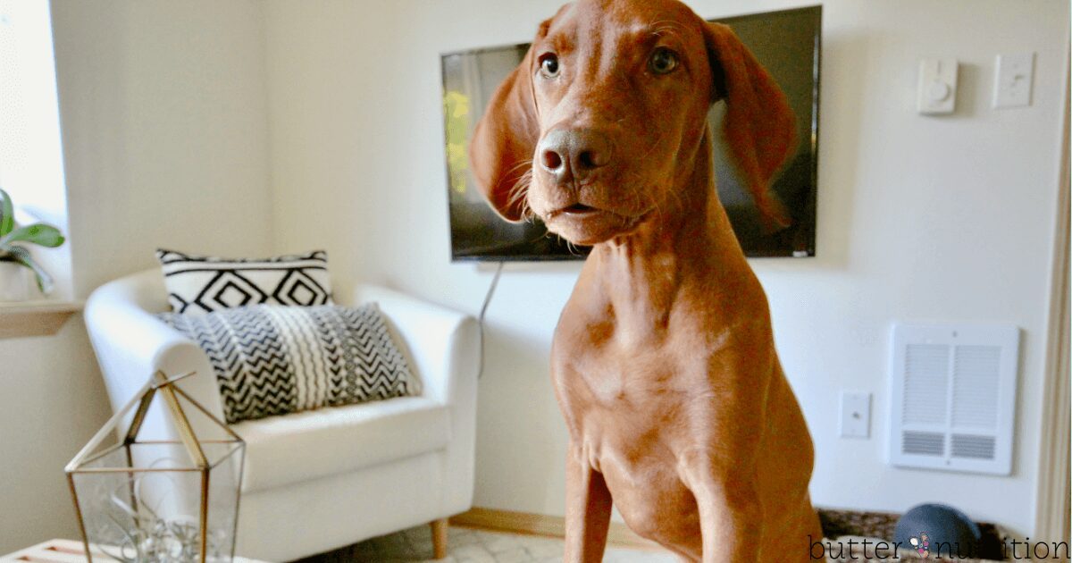 Are we slowly poisoning our pets?