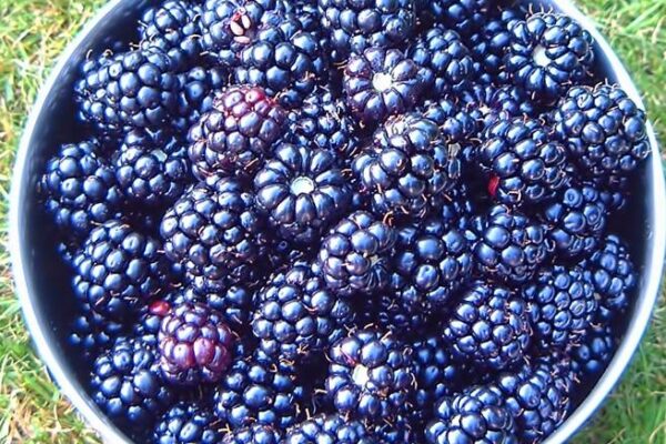 5 Ways Berries Improve Memory — Jill West Nutrition Consulting