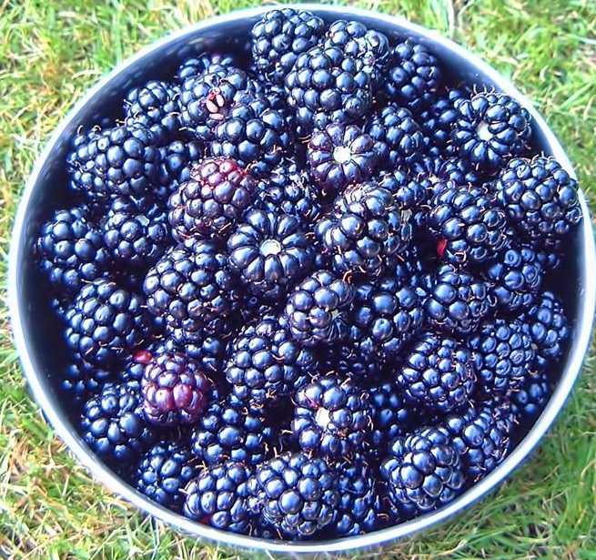 5 Ways Berries Improve Memory — Jill West Nutrition Consulting