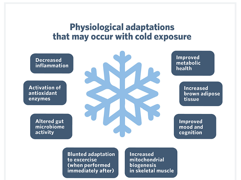 The Benefits of Cold Showers, Cold Plunges, and Cryotherapy!