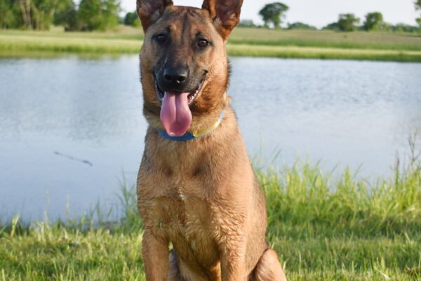 5 Ways to Support Your Dog’s Wellness