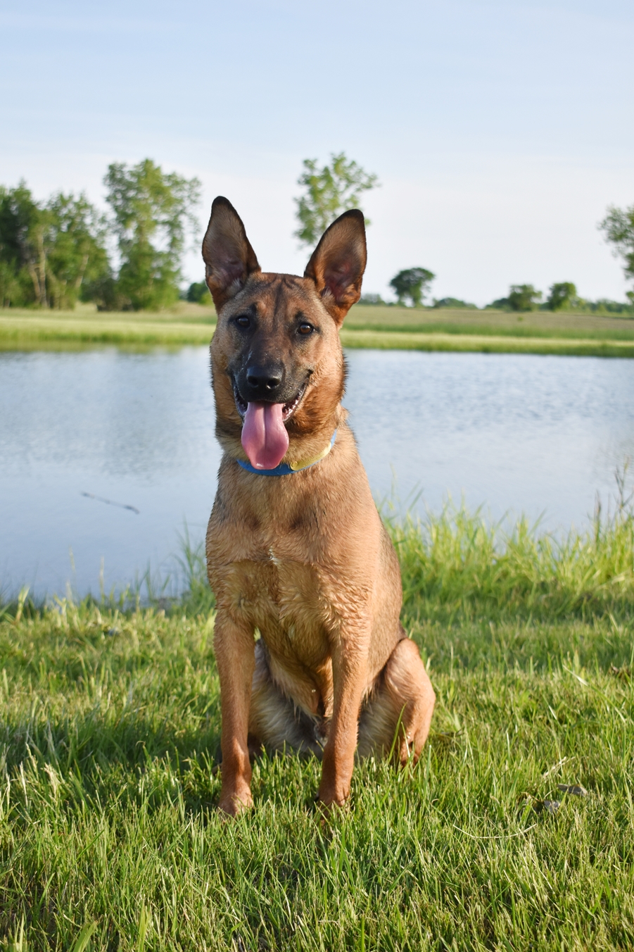 5 Ways to Support Your Dog’s Wellness