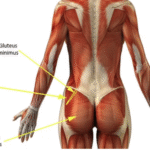 Secrets to Effective Glute Training