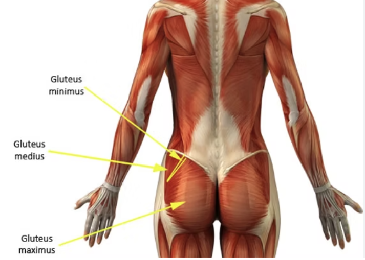 Secrets to Effective Glute Training