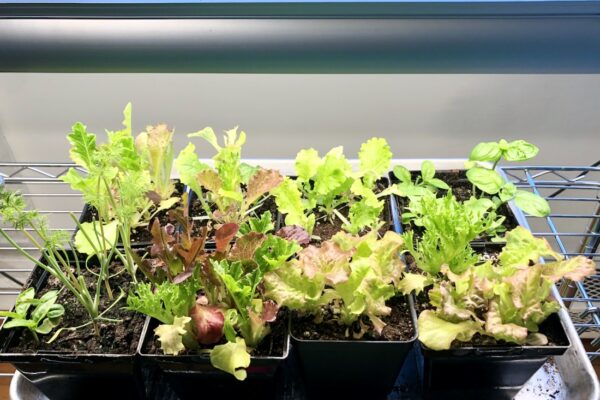 Simple Guide To Growing Lettuce, Herbs, and Microgreens Indoors
