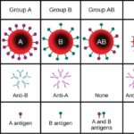 Researchers Identified New Blood Group After 50 Year Mystery