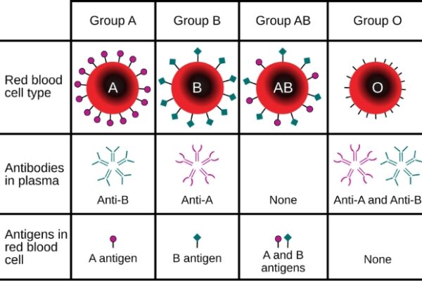 Researchers Identified New Blood Group After 50 Year Mystery Researchers Identified New Blood Group After 50 Year Mystery