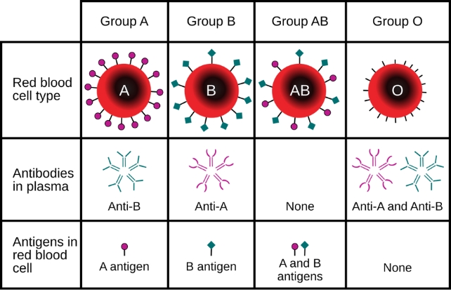 Researchers Identified New Blood Group After 50 Year Mystery