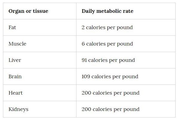 How Much Fat Does an Extra Pound of Muscle Burn?