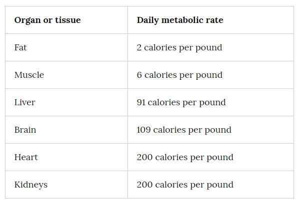 How Much Fat Does an Extra Pound of Muscle Burn?