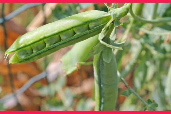 The Complete Guide to Pea Protein Powder |  Nutrition, Uses,
