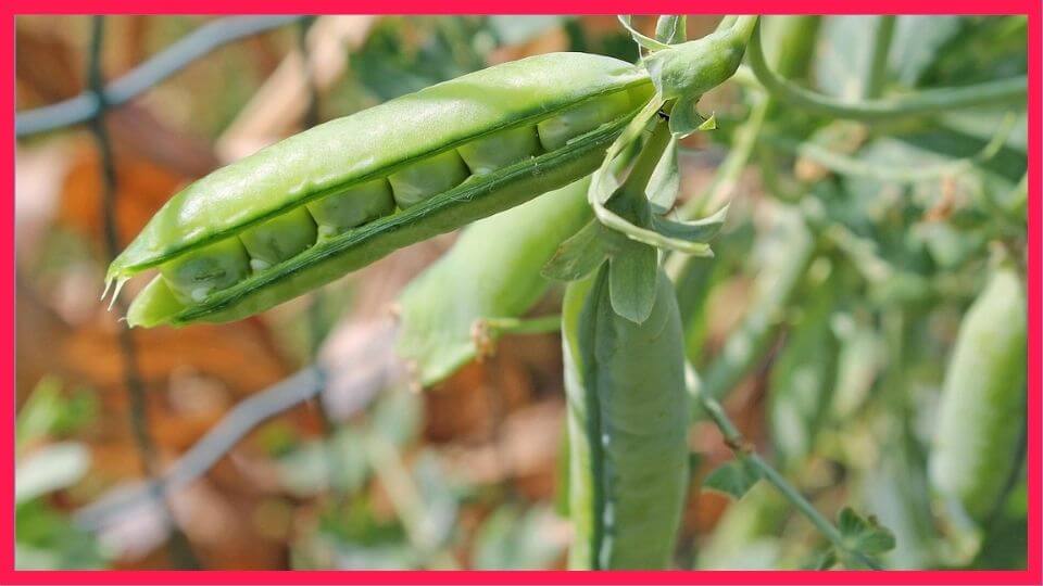 The Complete Guide to Pea Protein Powder |  Nutrition, Uses,