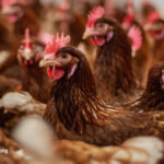 Emergence, Dangers, and Preventive Measures