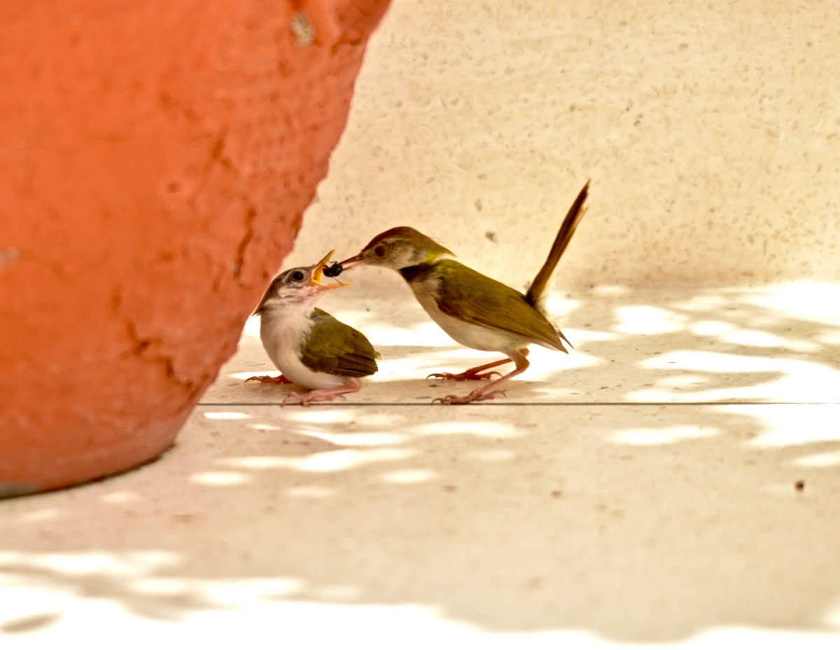 Lessons from nature by Dr. Rohan Khandelwal