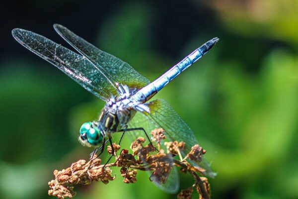 A Chance Encounter with a dragonfly — Jennifer Marshall
