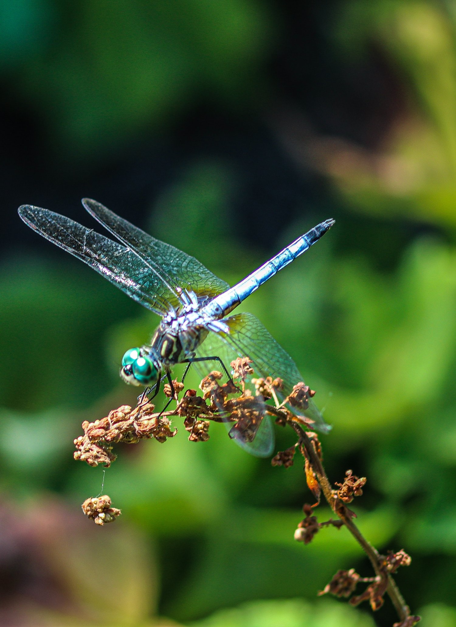 A Chance Encounter with a dragonfly — Jennifer Marshall