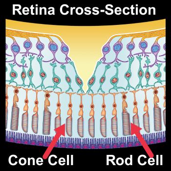 Retinal Cells Rewire to Preserve Vision in Retinitis Pigmentosa