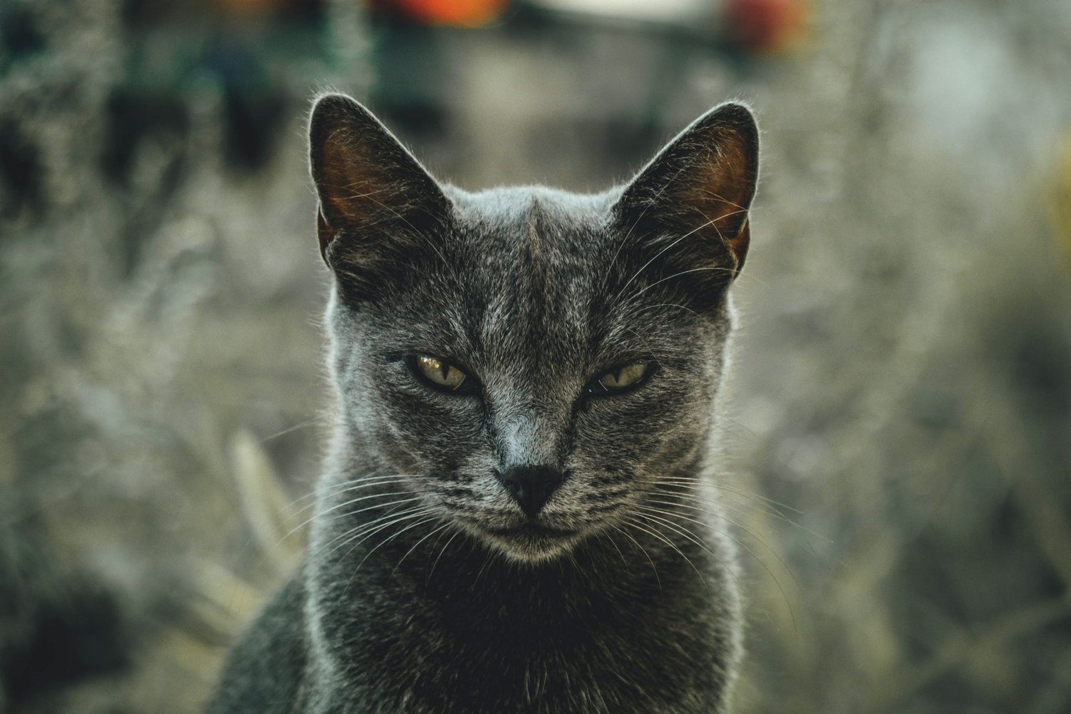 Wholistic Food Therapy-How to Cope with Anger