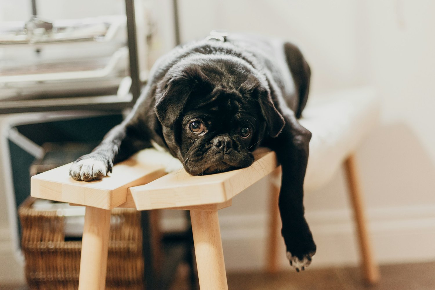 Wholistic Food Therapy-How to Cope with Boredom