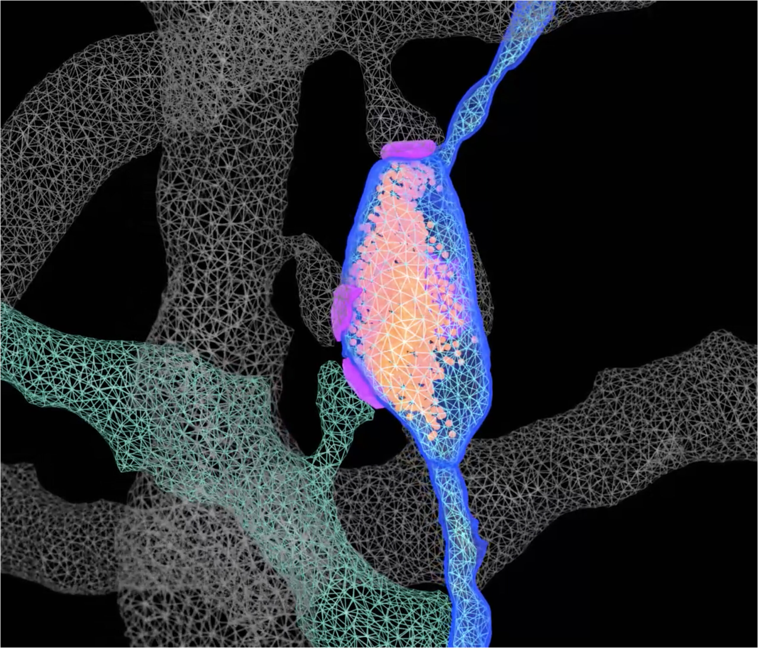Study Illuminates the Structural Features of Memory Formation at the Cellular and Subcellular Levels