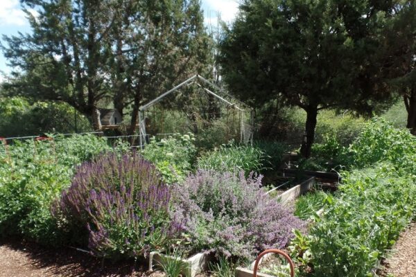 June Harvests:  Greens, Berries, & Cherries