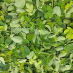 Is Moringa the Most Nutritious Food? 