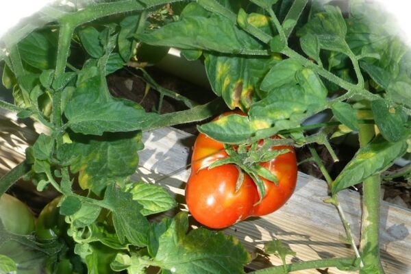 Preventing Curly Top in Tomatoes