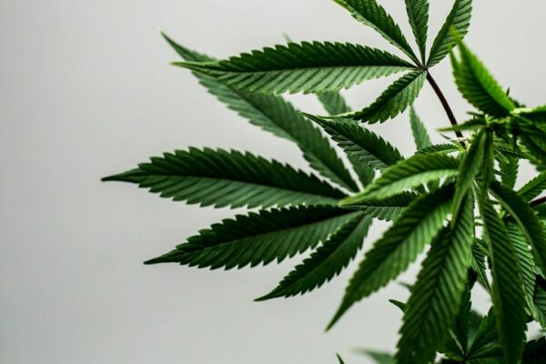 Olivia’s Advice on Quitting Cannabis