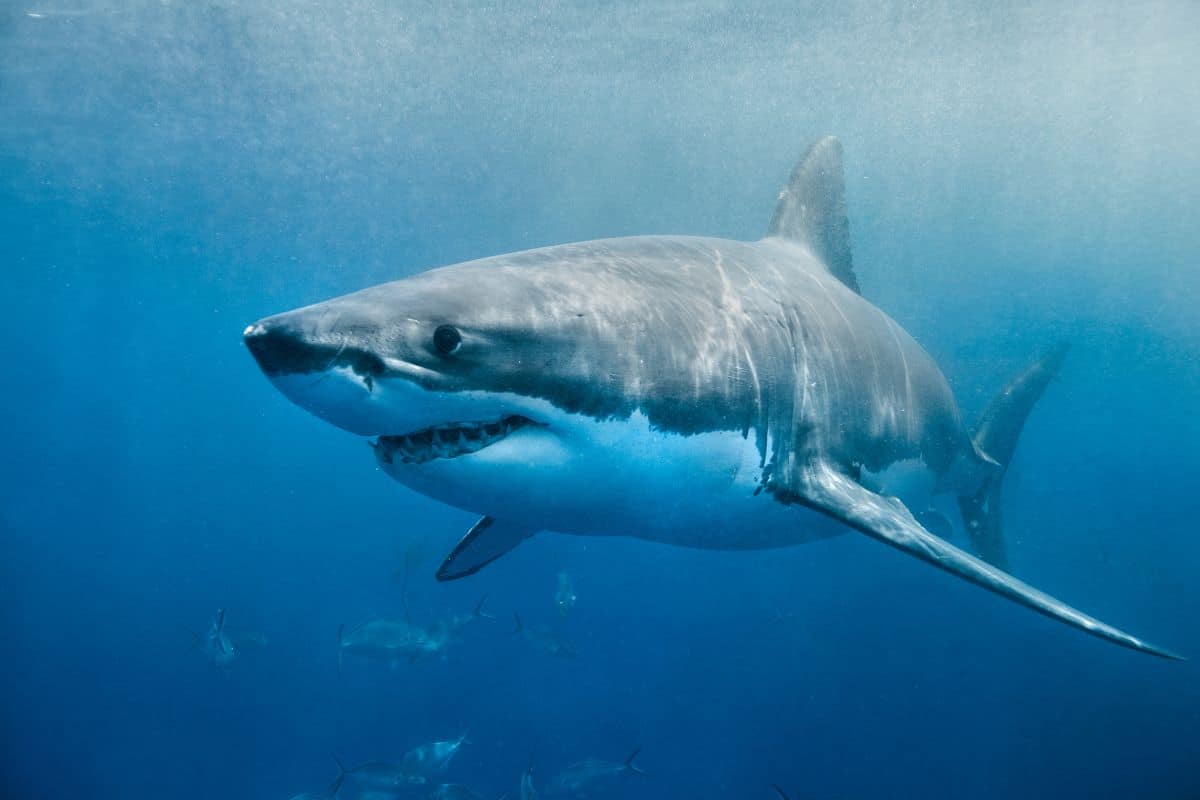 The largest great white shark ever recorded in the Atlantic Ocean has been discovered by scientists.