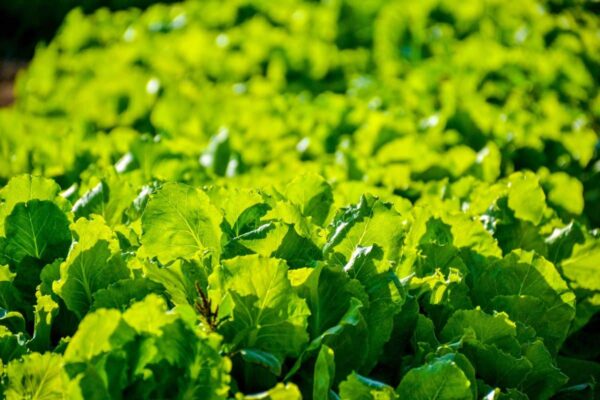 How to use romaine lettuce ?