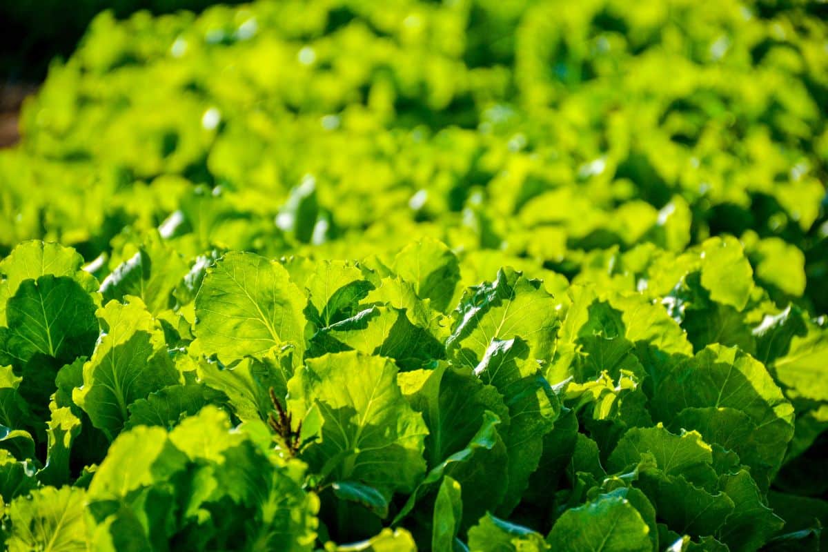 How to use romaine lettuce ?
