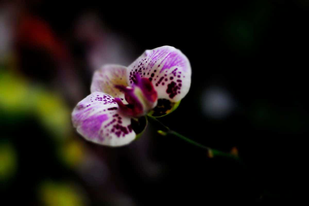 How to take care of mystique orchid indoors ?