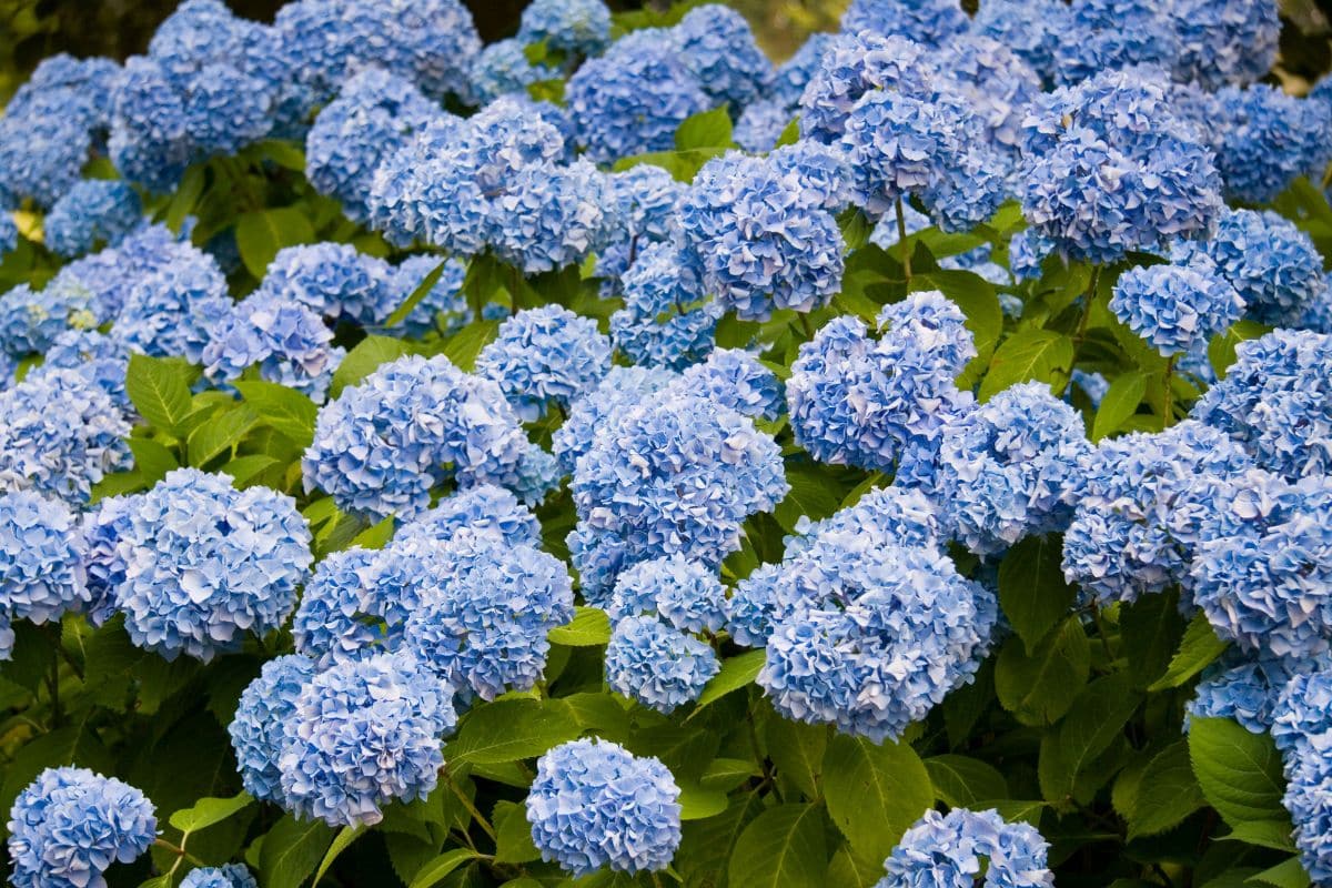 Putting coffee grounds in your hydrangeas to boost their flowering