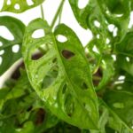 Are Swiss cheese plants safe for crested geckos ?
