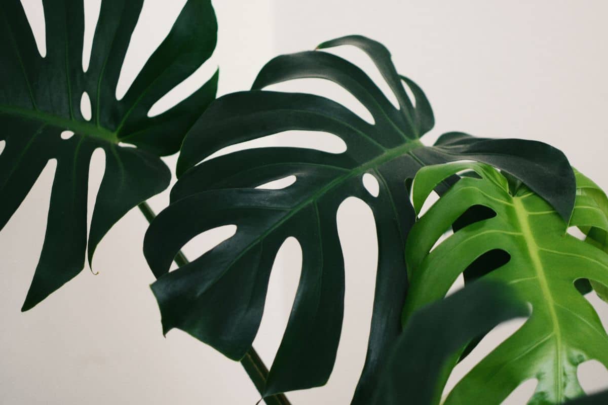 Is Swiss cheese plant air purifier ?