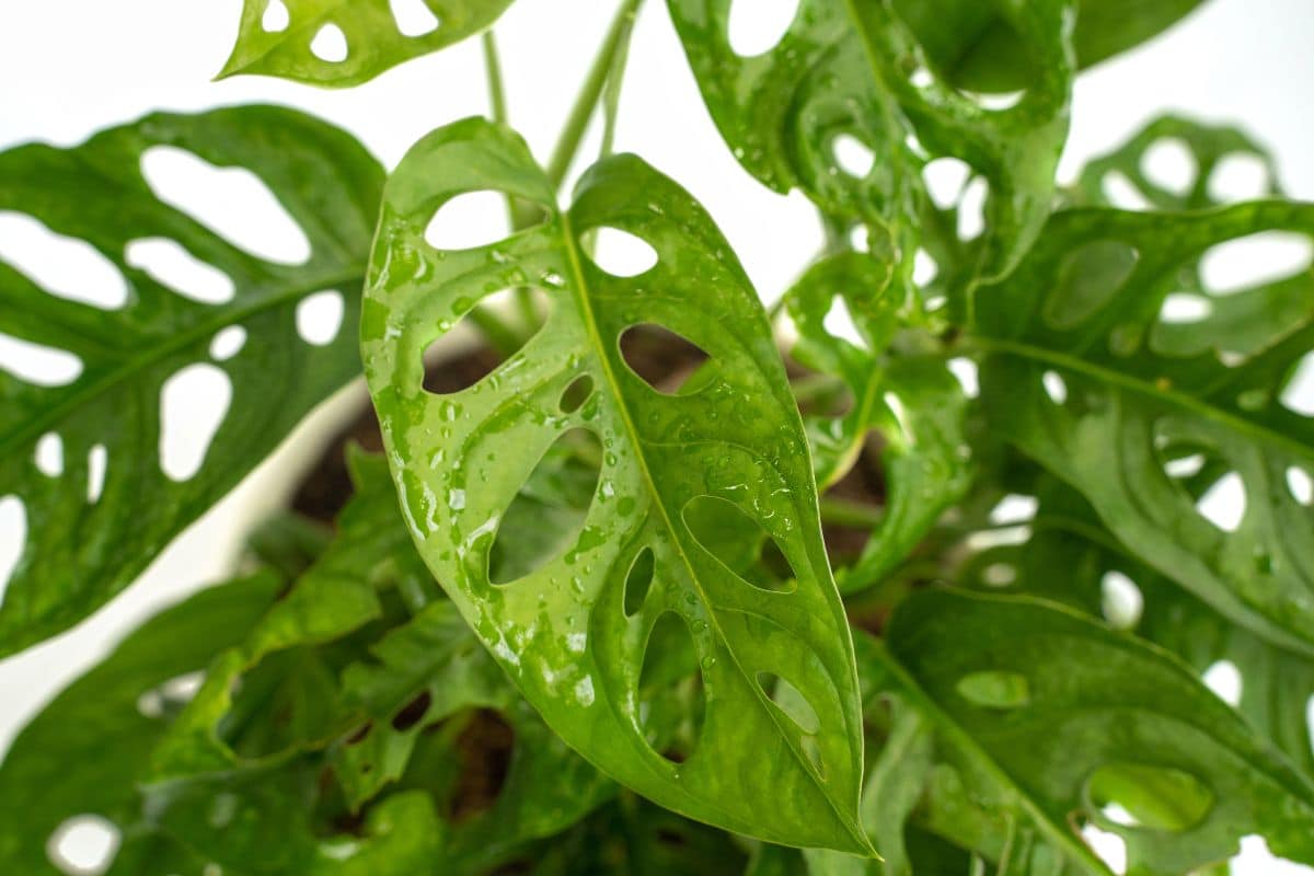 Does Swiss cheese plant like to be misted ?