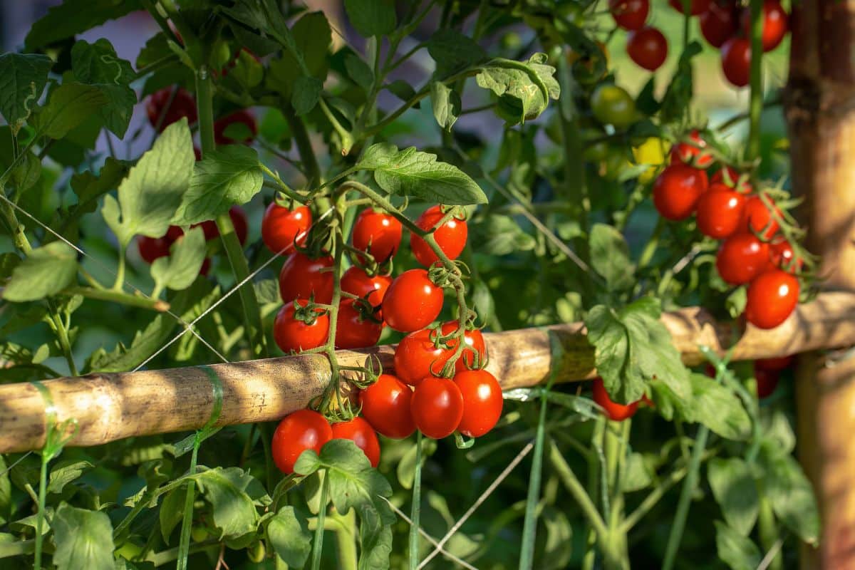 Will tomatoes grow in 4 hours of sun ?