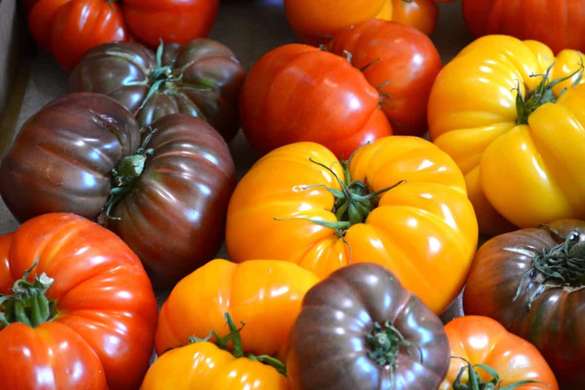 How to plant tomatoes in the ground ?