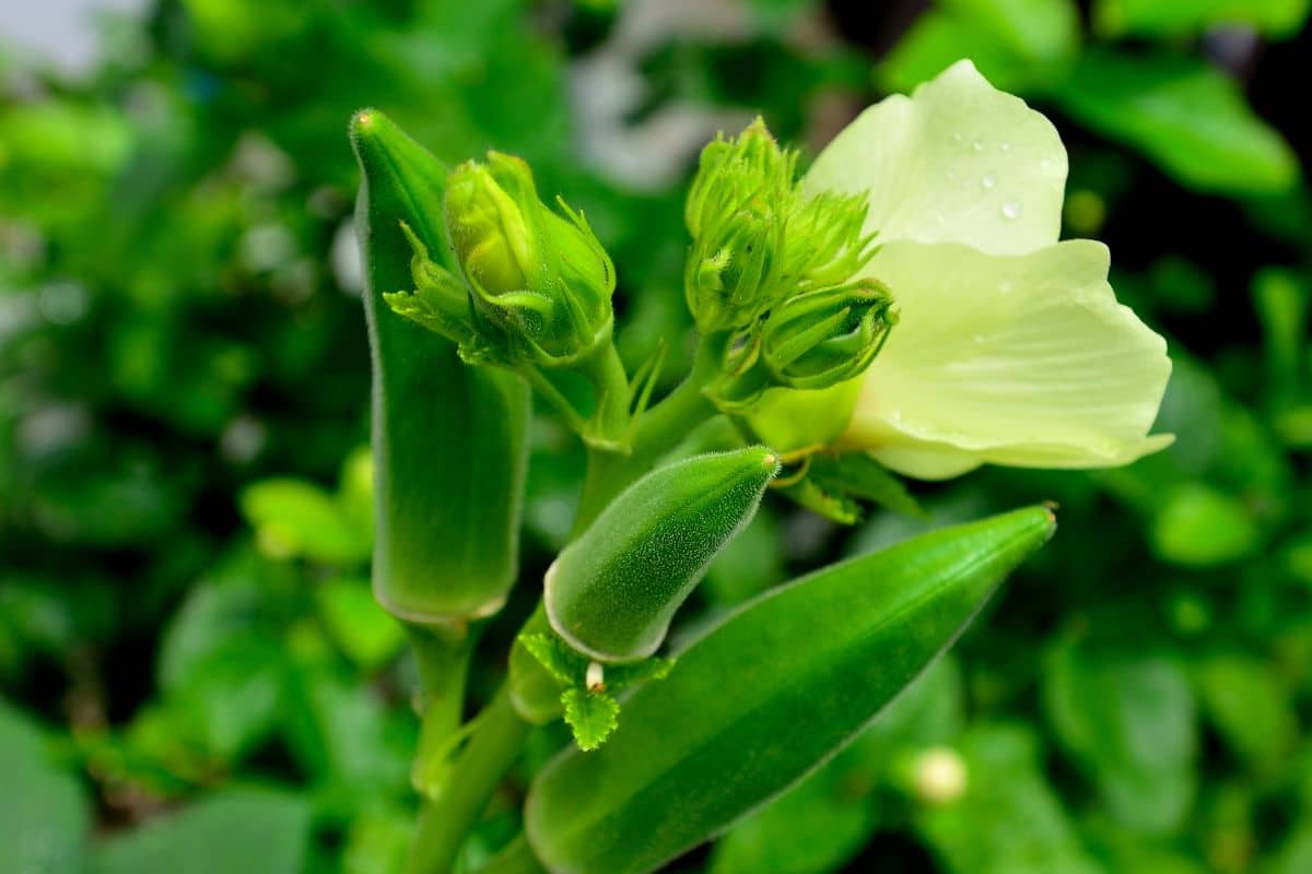 Does okra have a companion plant ?