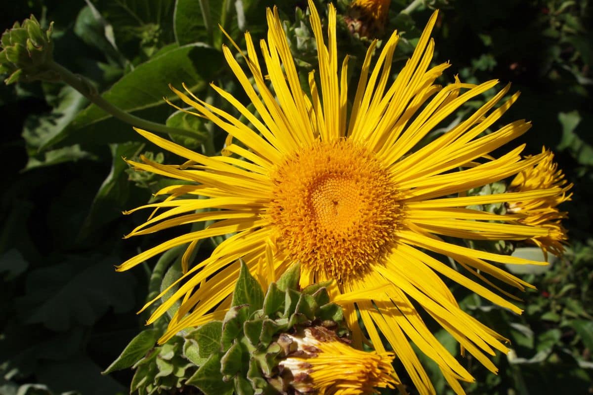 What are the best companion plants for elecampane ?